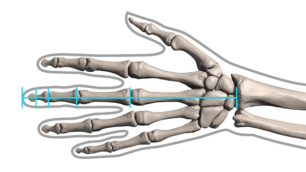 finger bone distance for drawing hands