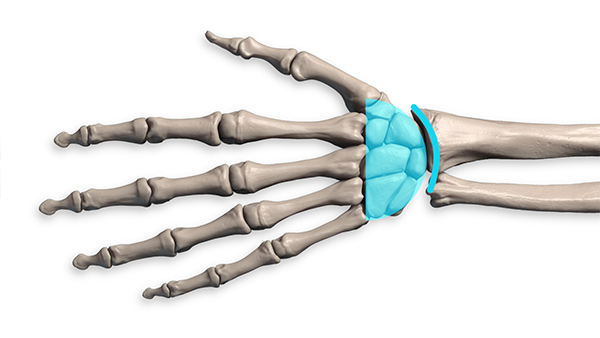 group of wrist bones simplified