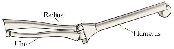 skelly has three arm bones radius ulna humerus
