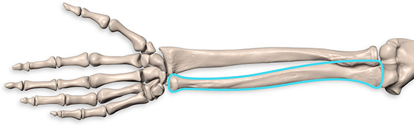 ulna is thicker at the elbow and thinner at the wrist