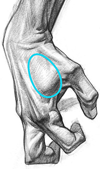 Drawing-the-Hands-First-Dorsal-Interosseous Drawing the Hands - First Dorsal Interosseous