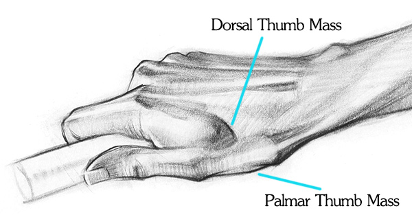 How to Draw Hands Thumbmass Diagram