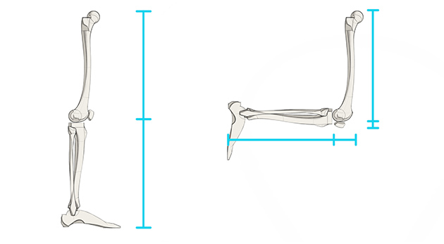 Bone measurements as knee bends