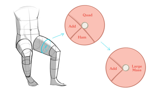 Adductor leg cross-section