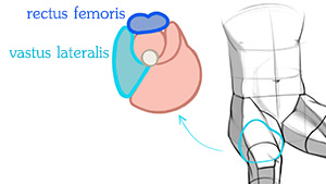 Quads cross-section