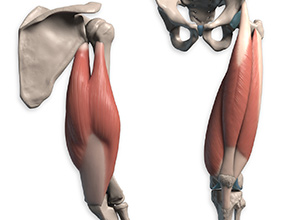 Tricep and Quadricep comparison