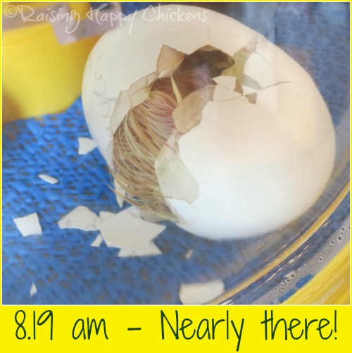 Hatching chick day 21 : the chick is nearly out of the egg