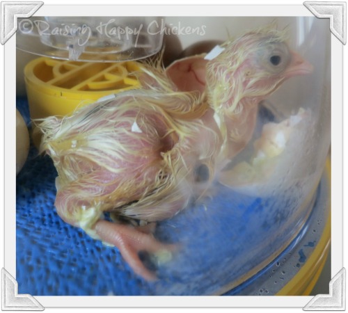 Hatching chick, a few minutes after coming out of her shell