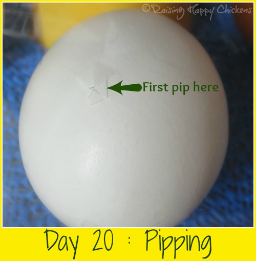 Chick hatching : first pip