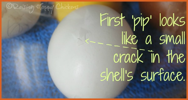 Chick hatching upside down!