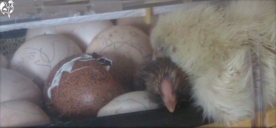 Two baby chicks sleeping in an egg incubator.