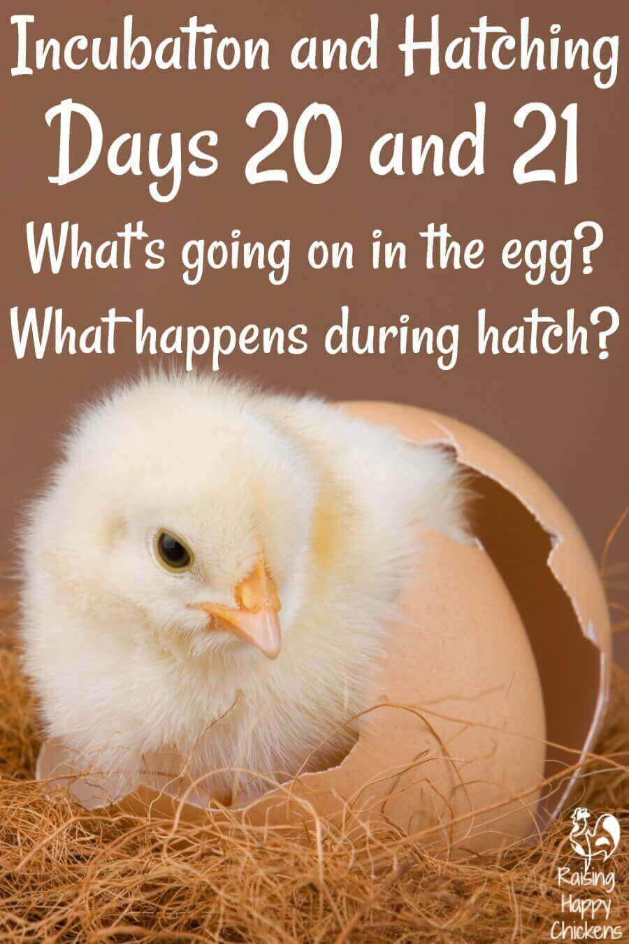 Pin: Incubating and hatching days 20 and 21.
