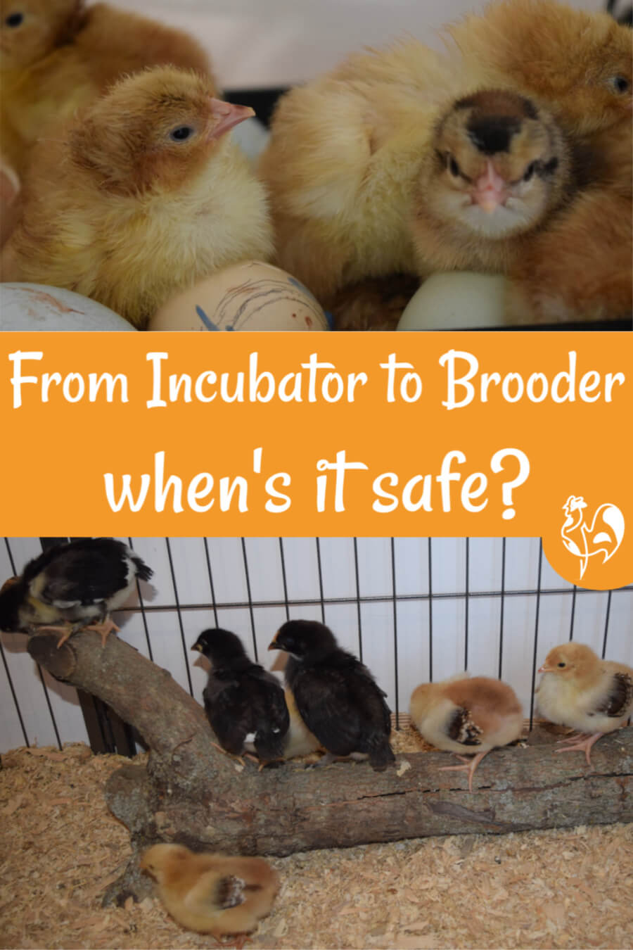 From egg incubator to brooder. Pin for later.