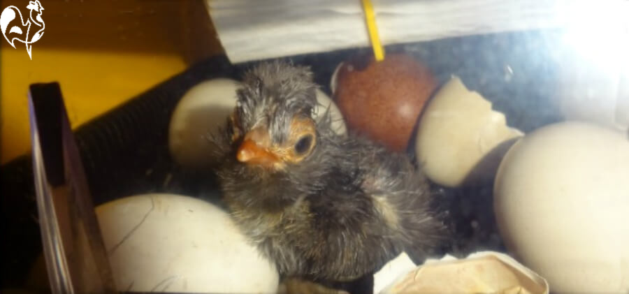 One of my Polish (Poland) chicks, two hours post-hatch.