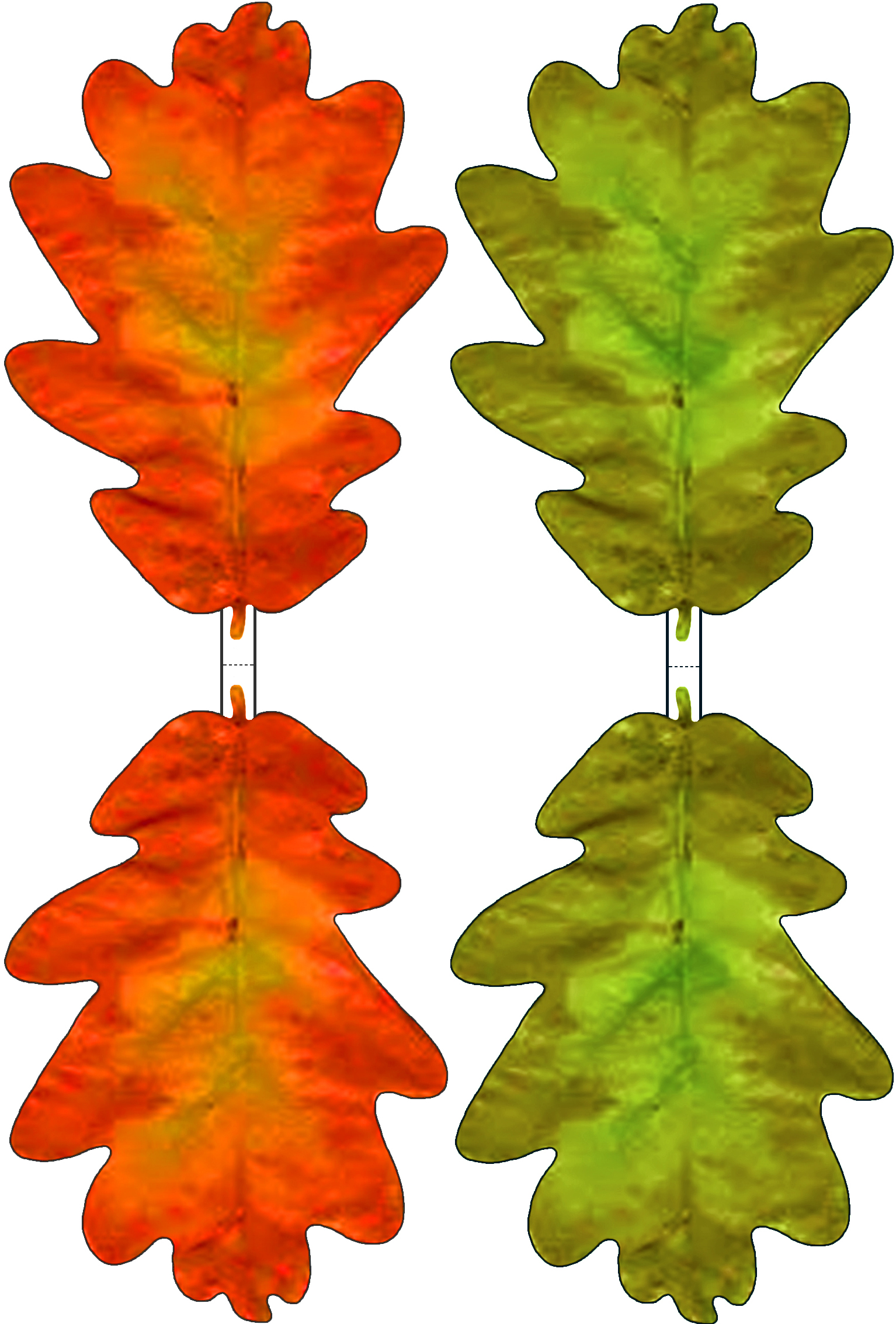 разноцветные листья картинки