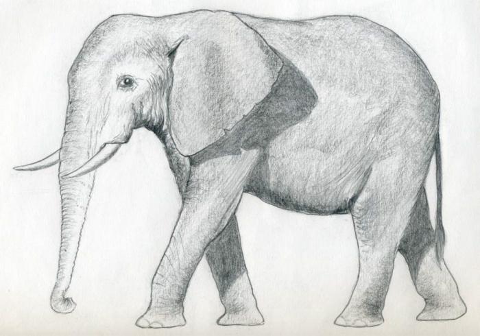 как нарисовать слона карандашом 