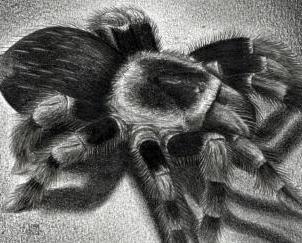как нарисовать паука