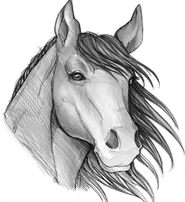 нарисовать лошадь