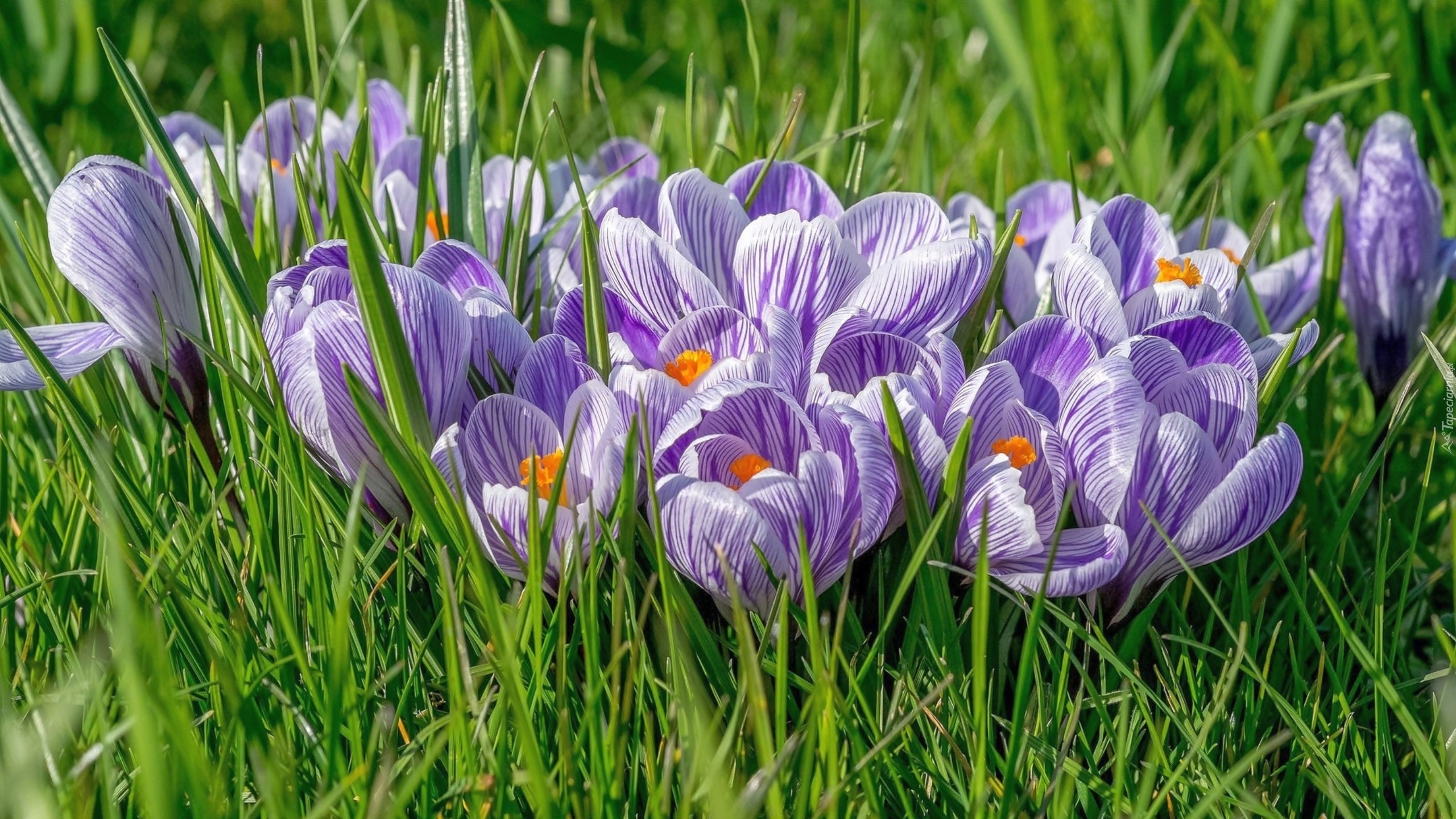 Крокусы какие бывают цвета фото