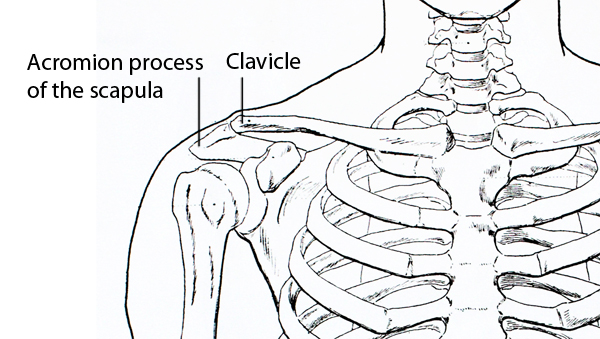 Finding the shoulder line when figure drawing Finding the shoulder line when figure drawing