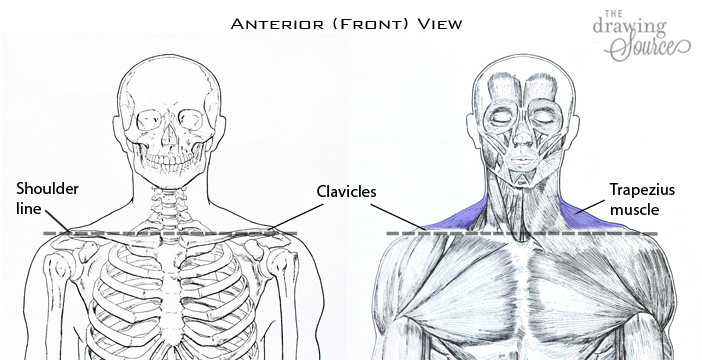 Finding the shoulder line when figure drawing Finding the shoulder line when figure drawing