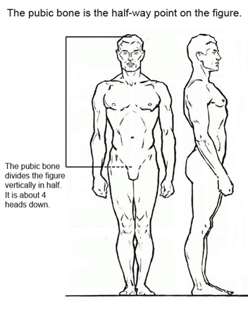 Proportions of the figure Proportions of the figure