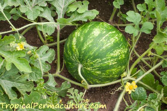 Growing watermelons Growing watermelons.
