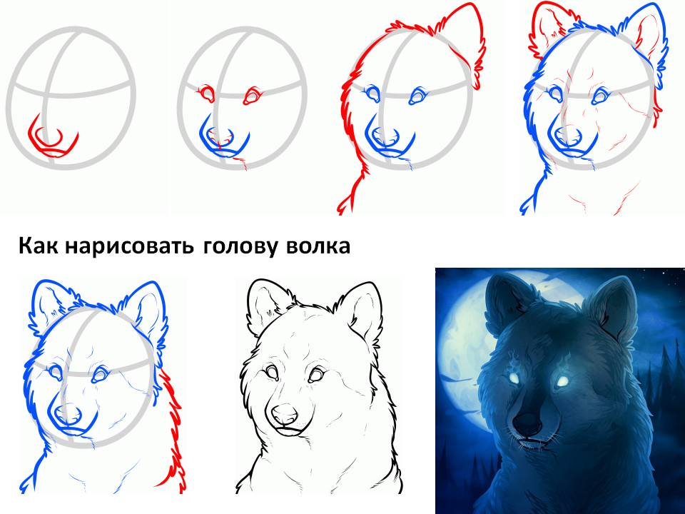 Как поэтапно рисовать волка