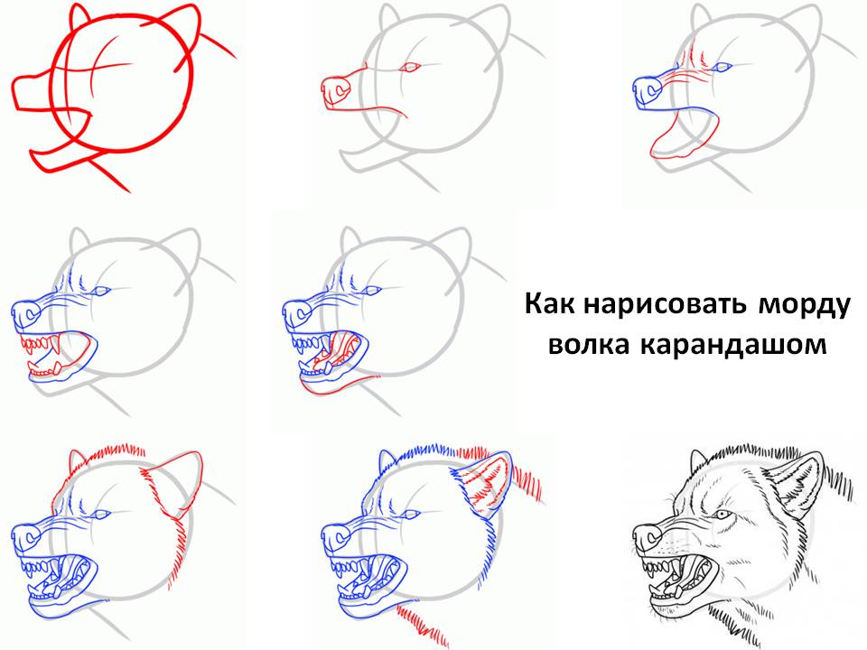 Как нарисовать морду волка карандашом