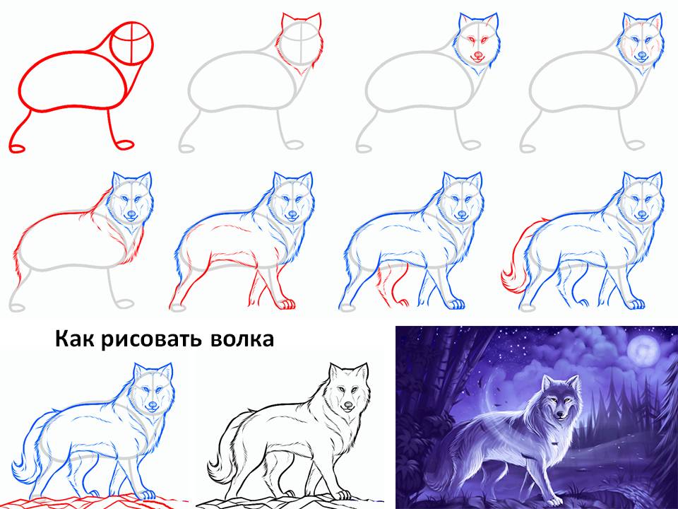 Как рисовать волка