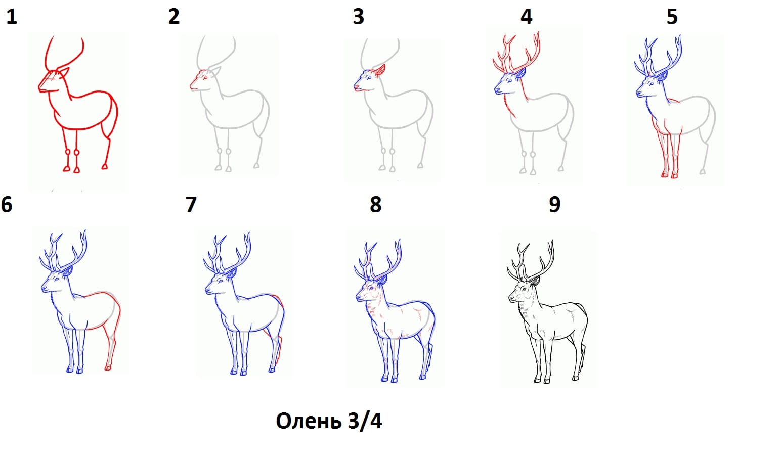 Как нарисовать оленя поэтапно