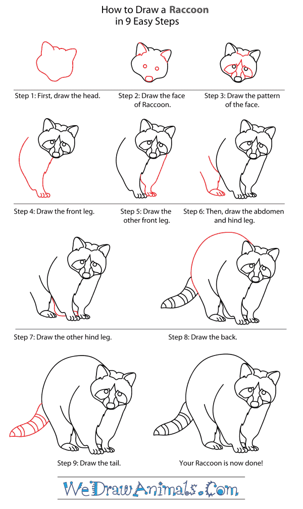 Как нарисовать енота