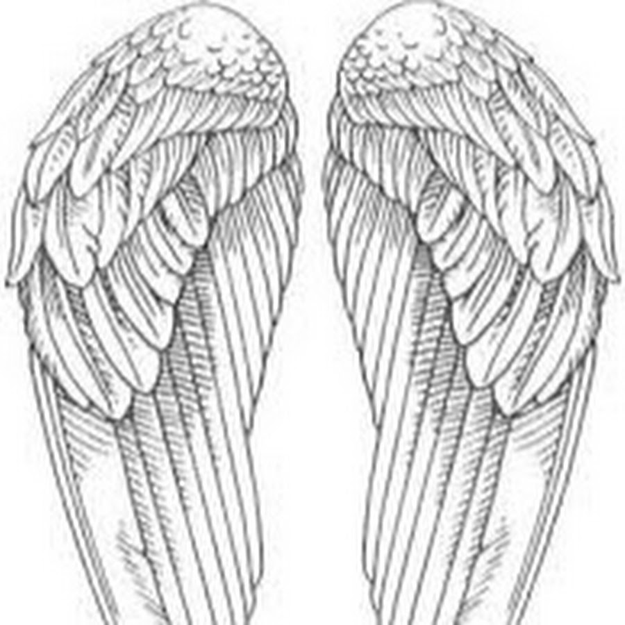 Крыло птицы рисунок. Сложенные Крылья. Сложенные Крылья ангела. Крылья рисунок. Сложенные Крылья птицы.