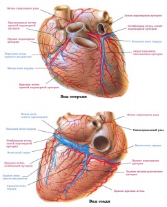 Коронарные (венечные) артерии и вены