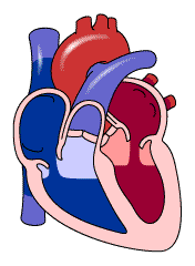 Принцип работы сердца человека
