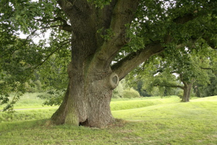 Дерево Дуб